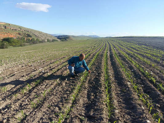 Doğanşehir Erkenek Mahallesi sulu şartlarda SORGUM-SUDAN OTU denemesi yapıldı