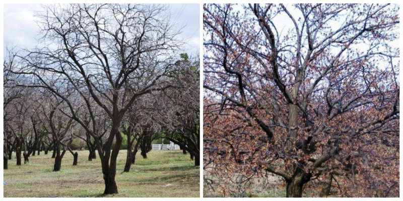 Yeşilyurt Konak Mahlas Sakinleri Derme Sulama Birliğine Tepki Göstererek Eylem Yaptılar.