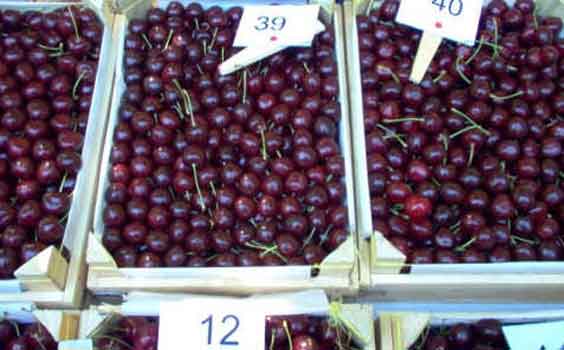 Malatya Dalbastı Kirazı Coğrafi İşaret Tescili