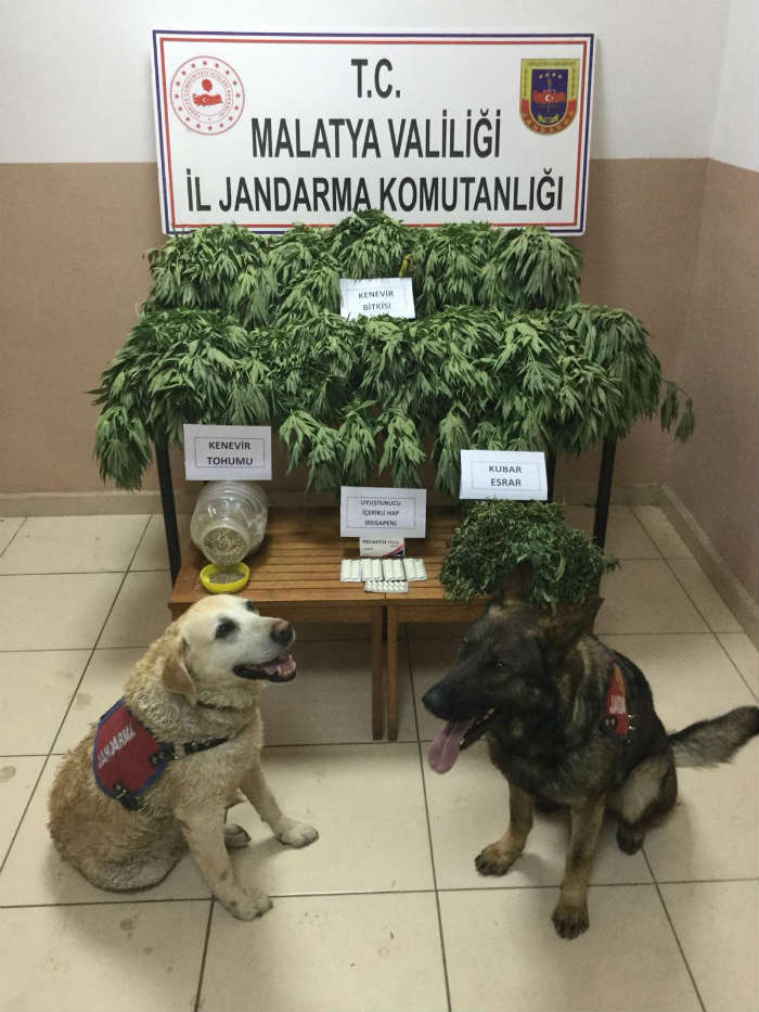Malatya’da Uyuşturucu Madde Dedektörü Köpeklerle Yapılan Operasyonda Kenevir ve Esrar Maddesi Ele Geçirildi