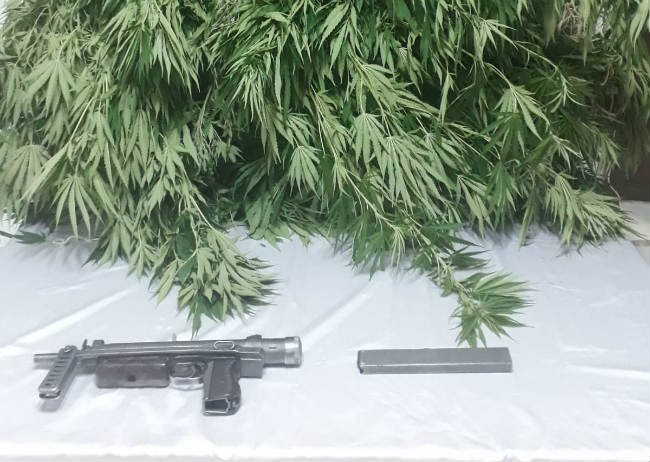 Malatya’da Kök Kenevir Bitkisi ve CZ-25  Marka Makinalı Tabanca Ele Geçirildi