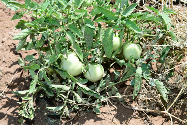 Tarımsal Kalkınmada Yeşilyurt Modeli Oluşturmaya Çalışıyoruz